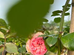 -都江堰玫瑰花溪谷