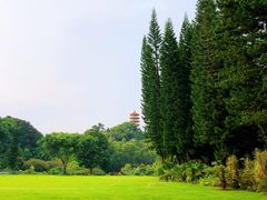 -深圳仙湖植物园