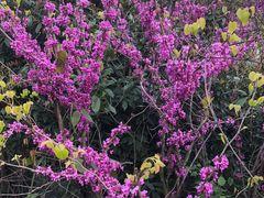 -杭州半山国家森林公园