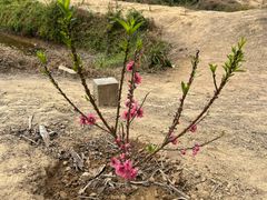 -南国桃园旅游度假区