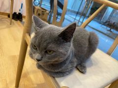 -猫咪派对(江南西店)
