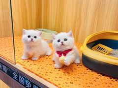 -欣宠猫屋·矮脚拿破仑·蓝金金渐层