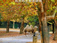 -杭州野生动物世界