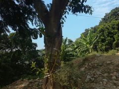 -军营村