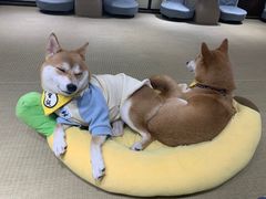 -逗柴咖啡屋·狗咖猫咖宠物桌游