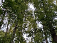 -日照海滨国家森林公园
