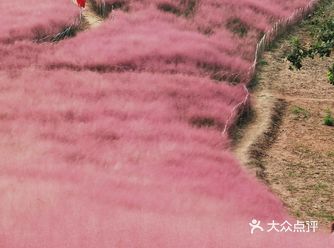 宁波月宫山上梦幻花海—粉黛乱子草正是盛花期