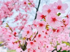 -顾村公园