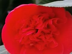 -花筑·扬州个园客栈(瘦西湖东关街店)
