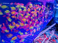 -青石桥花鸟鱼虫市场(叠翠城店)