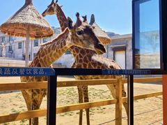 -西霞口神雕山野生动物世界