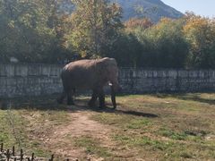 大象，只有一个，特别的孤单-西安秦岭野生动物园