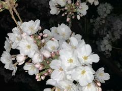 -成都濑川外国语学校