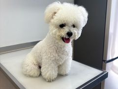 -爱妮康宠物医院·干细胞免疫细胞·肿瘤·心脏(张江店)