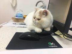 -伟伟宠物医院·瑞派猫友好医院·猫科(光谷店)