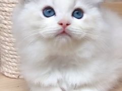 -十年猫舍·猫咪专门店(普陀店)