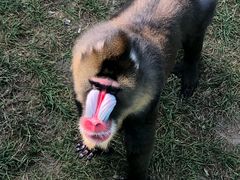 -西霞口神雕山野生动物世界