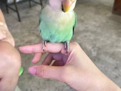 -吉丁鸟咖·异宠·寄养