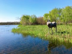 -溱湖国家湿地公园