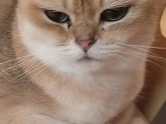 -猫咪派对(江南西店)