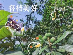 -西湖游船