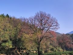 -塔川景区