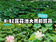-莲花池公园