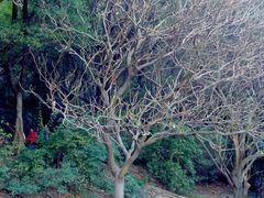 android_upload_pic-南沙天后宫景区