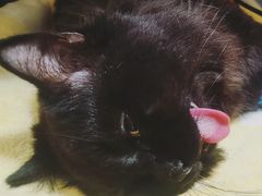 -瑞派康怡24h宠物医院·犬猫医疗中心·微创绝育(瑞景分院)