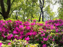 -上海共青森林公园