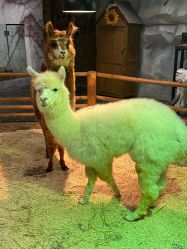 -Zoolung Zoolung动物主题公园(海信广场店)