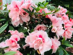 -上海鲜花港