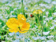 -上海滨江森林公园