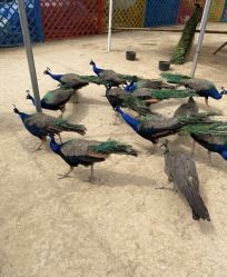 -萌宠亲子动物乐园(槐房万达店)