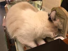 -猫色咖啡·猫咖