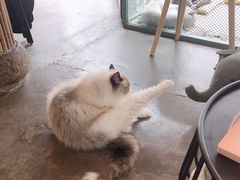 -喵屿·大理花园猫咖
