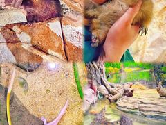 -正佳雨林生态植物园