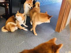 -柴源莊·柴小宠柴犬咖啡