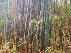 -汕头莲花山度假村温泉