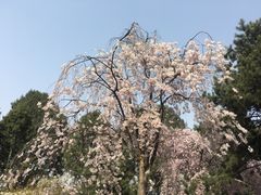 -西安青龙寺遗址景区