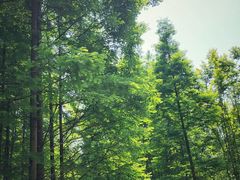 -桤木河湿地公园