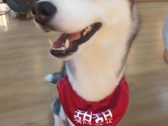 -Husky Go! 哈士奇体验馆·宠物咖啡厅狗咖