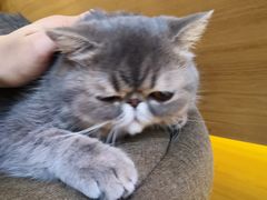 -滚猫咖啡·猫咖·猫友好撸猫(未来城店)