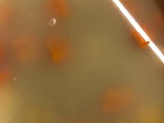 -星湖特色餐厅· 三岔湖环球融创天堂洲际酒店