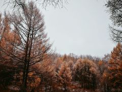 -塞罕坝国家级自然保护区