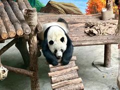 -青藏高原野生动物园