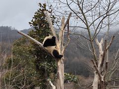 -卧龙中华大熊猫苑神树坪基地