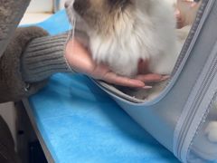 -纳吉亚猫专科动物诊疗中心(蒋宅口分院)