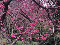 -秋霞圃