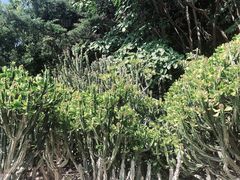 -南诏风情岛